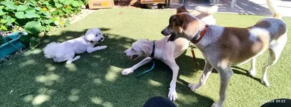 כלבים מתארחים בפנסיון הביתי של גילי וייסבאום