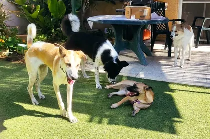 כלבים מתארחים בפנסיון הביתי של גילי וייסבאום