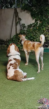 כלבים מתארחים בפנסיון הביתי של גילי וייסבאום